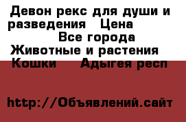 Девон рекс для души и разведения › Цена ­ 20 000 - Все города Животные и растения » Кошки   . Адыгея респ.